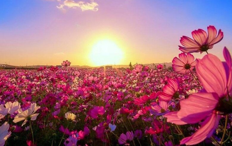 ramblingsloa's tweet photo. As flowers grow,
They show off their beauty and are appreciated by all;
Then after they die,
They leave their seeds so that others may continue God’s work.

Paulo Coelho https://t.co/coYUCNF1v9