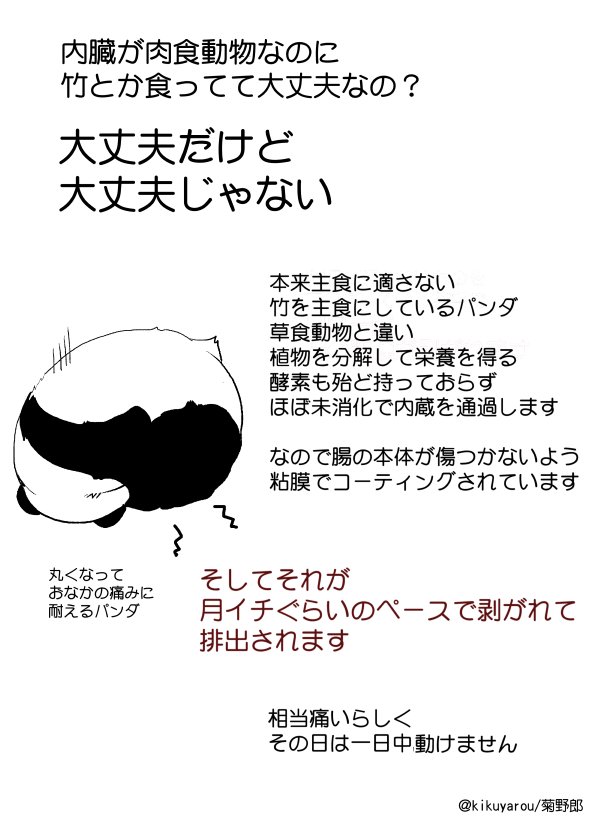 可愛いパンダは実は苦労人 肉食なのに笹を食べているのはなぜ 話題の画像プラス