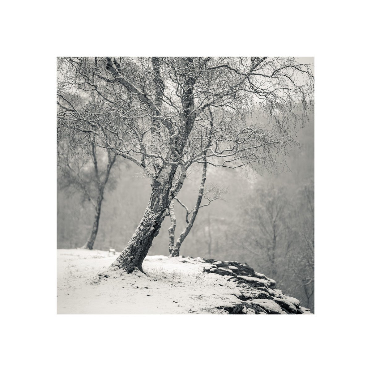 MPLandscapes's tweet photo. Hodge Close  @PictureCumbria @CumbriaMagazine @MadeCumbria @CumbriaArt @WoodlandTrust @OPOTY @AP_Magazine @nikonownermag @NikonProEurope @UKNikon @ocgarts @farfieldmill @BACKendal @lakedistrictnpa @Fotospeed #nikon #nikonz7 #lakedistrict #cumbria https://t.co/lSIVhEfufA