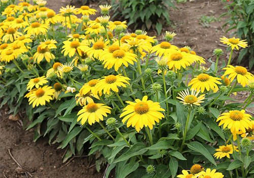 The life of a Sombrero #Echinacea before it gets to a consumer’s garden is not an easy one. Did you know Sombrero was compared to a body builder a few years ago? Read the newest blog post to understand why! darwinperennials.com/Blog/2019/01/2…