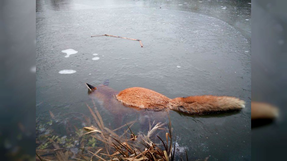 ydillinger's tweet photo. Do you remember the #FrozenFox of Fridingen? https://t.co/CpXF2bvDuF [German; @Schwaebische] / https://t.co/g5nPn0hnHd [English; @nonojojo / @NYTScience] Well, we found another one: https://t.co/D6TzkICJQb #bestcarcass https://t.co/U9UkHBgwFQ