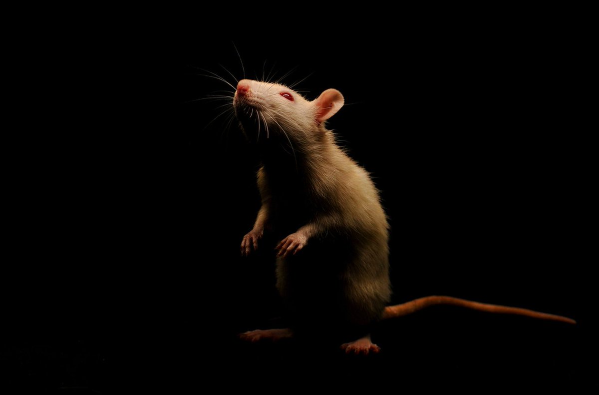 LiveScience's tweet photo. Could 'Memory-Erasing' Implants Help Prevent Drug Relapses? It Worked for These Rats. https://t.co/qffzJdG1Nn https://t.co/ZmbxbWlDpi