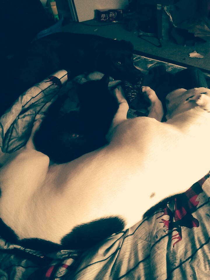 DevtheOtt's tweet image. My cat thinks she's a pitbull.lol #cuddletime #toocoldforthisshit #ottsnowday #ottawapets
