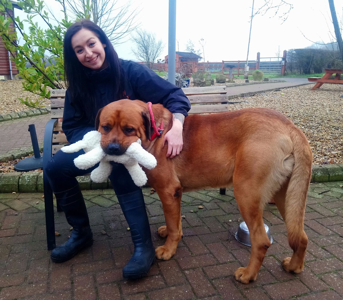 A happy day today, Dozer and his lamb left for their forever home.
There are still many dogs here waiting to meet their new families, not all of them are on the website so pop down to the dogs home to meet them, we are open daily from 1pm.
dogshome.net/adopt-a-dog/

<a href="/manchdogs/">Manchester & Cheshire Dogs Home</a>