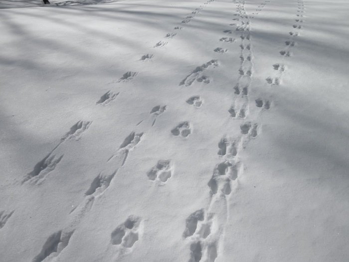 Animal Tracking, Saturday, February 9, 9am-1pm
Ever wondered what made that mark in the snow? Join us for a half-day introductory workshop to learn to identify the tracks and sign of Ontario’s wildlife.
kortright.org/event/workshop…