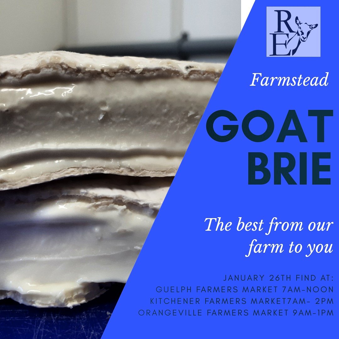 Pick this beautiful, delicious cheese up @GuelphMarket <a href="/CityKitchener/">City of Kitchener</a> market or <a href="/downtownoville/">DowntownOrangeville</a> market this weekend. It won't disappoint! 
#RiversEdgeGoatDairy in #ArthurOntario
#farmsteadcheese
#GoatBrie
#VisitGuelph
@visitguelph