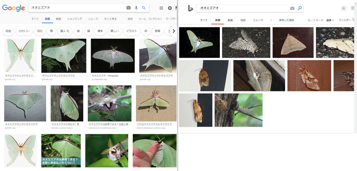 Ats 蛾像 検索をgoogleとbingで比較した結果 その１ アケビコノハ Googleは成虫と幼虫画像が表示され 問題なし 一方 Bingは成虫の他 植物のアケビに混じってネコ やフクロウ とか意味不明 な画像が表示される T Co 4vcyx26cwc