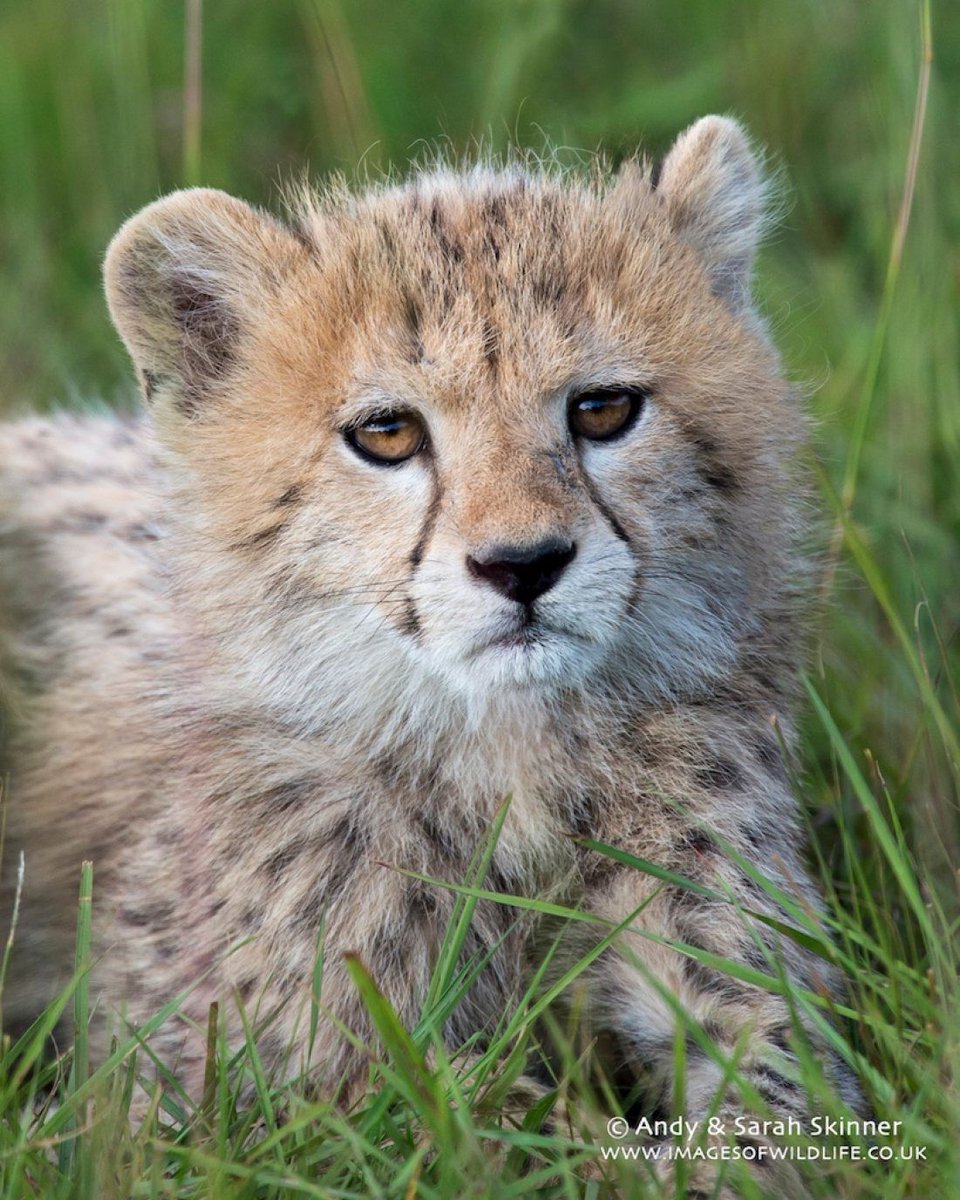 Anybody else planning a last minute trip to #Tanzania for their African #safari this year. We recommend the south for lots of wildlife and fewer visitors buff.ly/2DwhPBC @tanzanianparks #bigcats #Africa #wildlifephotography #canonphotography #travelblogger #traveltips