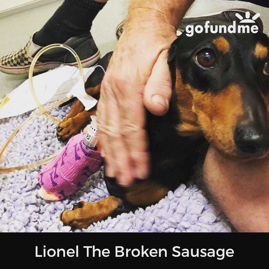 bonbon_bonbons's tweet photo. I’ve just launched my first #GoFundMe campaign to help with the vets bills for my #Dachshund Lionel - any help (shares or donations) would be amazing! Thank you ✌🏽 💖 https://t.co/BZo3wIiTxn https://t.co/I8NokGL8Rp