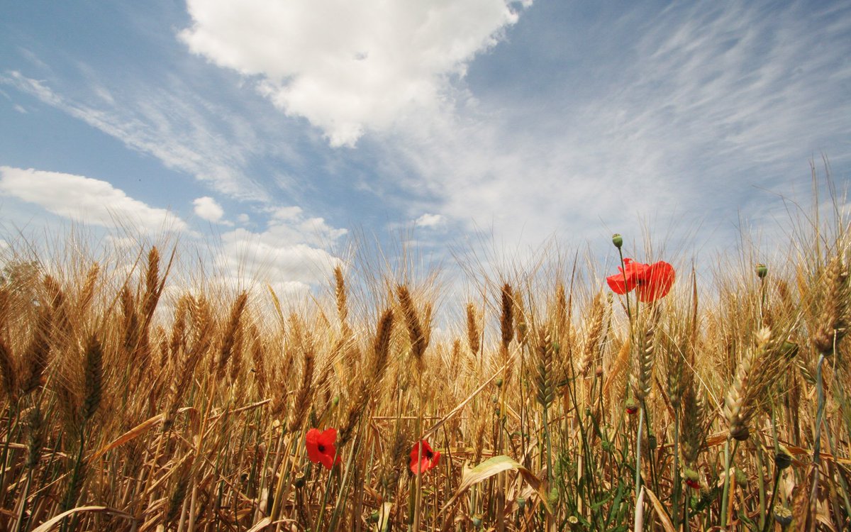 Poseidon's sister  #Demeter bestowed the art of agriculture upon mankind and thus wheat was regarded as her most sacred plant. She is often shown wearing a wheat crown and bearing sheafs of wheat. And poppies, commonly found amongst the grain of wheat-fields. #FolkloreThursday