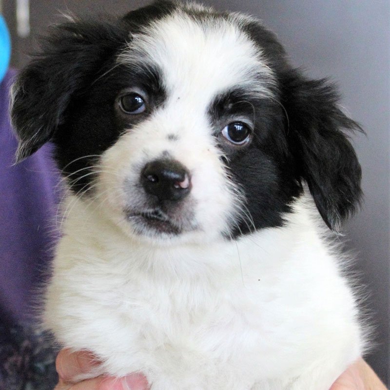 kyhumane's tweet image. Blizzard wants you to know that @kyhumane will be going LIVE on Facebook at 1 p.m. today to answer your pet related questions! We will be live w. a member of our Pet Help Line team so tune in! #PetHelpLine #PetQuestions #Louisville #Puppylove Facebook: bit.ly/KHSFacebook