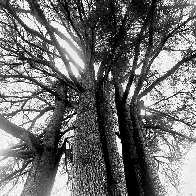 squarepartners's tweet photo. Arbres : comme arborescence, comme visibilité, comme croissance, comme art graphique... #arbre #nature #liens #reseau #croissance #réseau #réseaux #communication #agenceweb #art #photo #artgraphique #graphique #graphisme #internet #chance https://t.co/ppIIwXRdc8