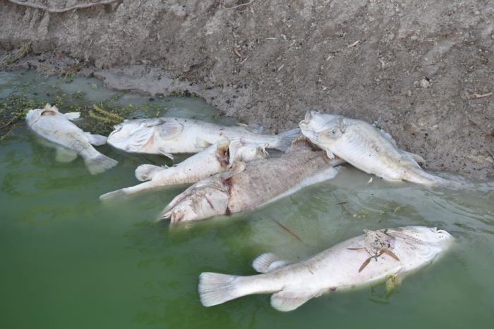#MassDieOffs

7th January 2019 - ONE MILLION fish die along 40km of river in #NewSouthWales #Australia

#NSW Department of Primary Industries #toxic blue green algae ito blame

#Anthropocene #ClimateBreakdown #Menindee #BrokenHill #ThursdayThoughts #ToxicFarming #Farming #Ag