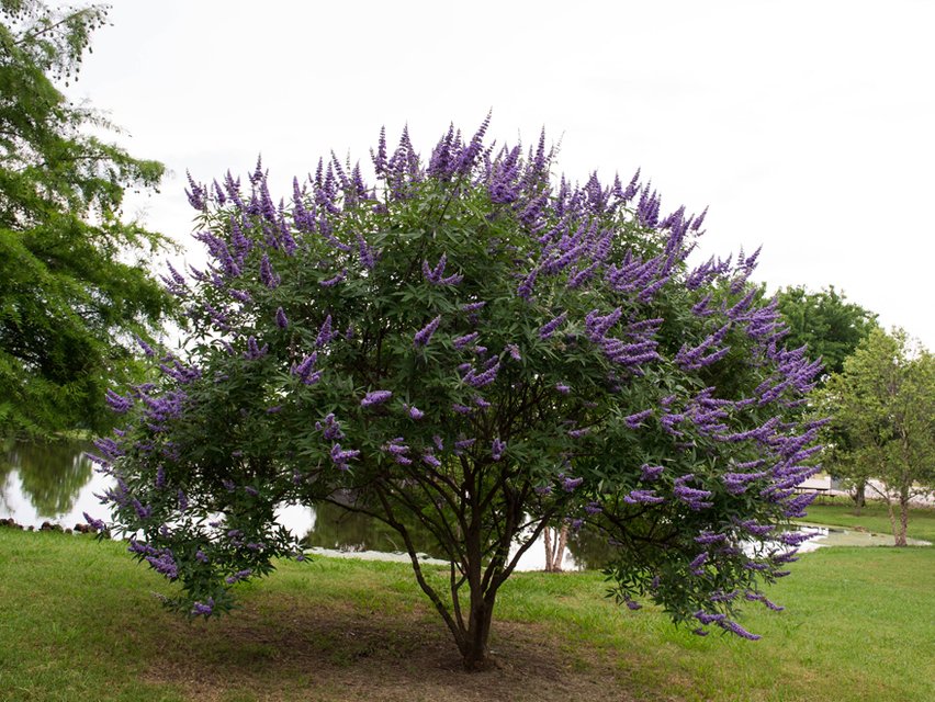  #Hestia, who was courted by Apollon and Poseidon, refused them both and asked Zeus to let her remain an eternal virgin. He agreed and she took her place at his royal hearth. Thus her sacred plant is the chaste-tree, believed to calm sexual appetites. #FolkloreThursday