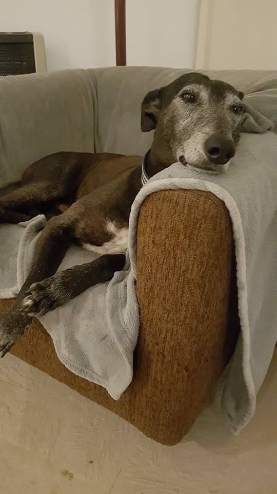 Huellas De Vida 🐾 tweet media