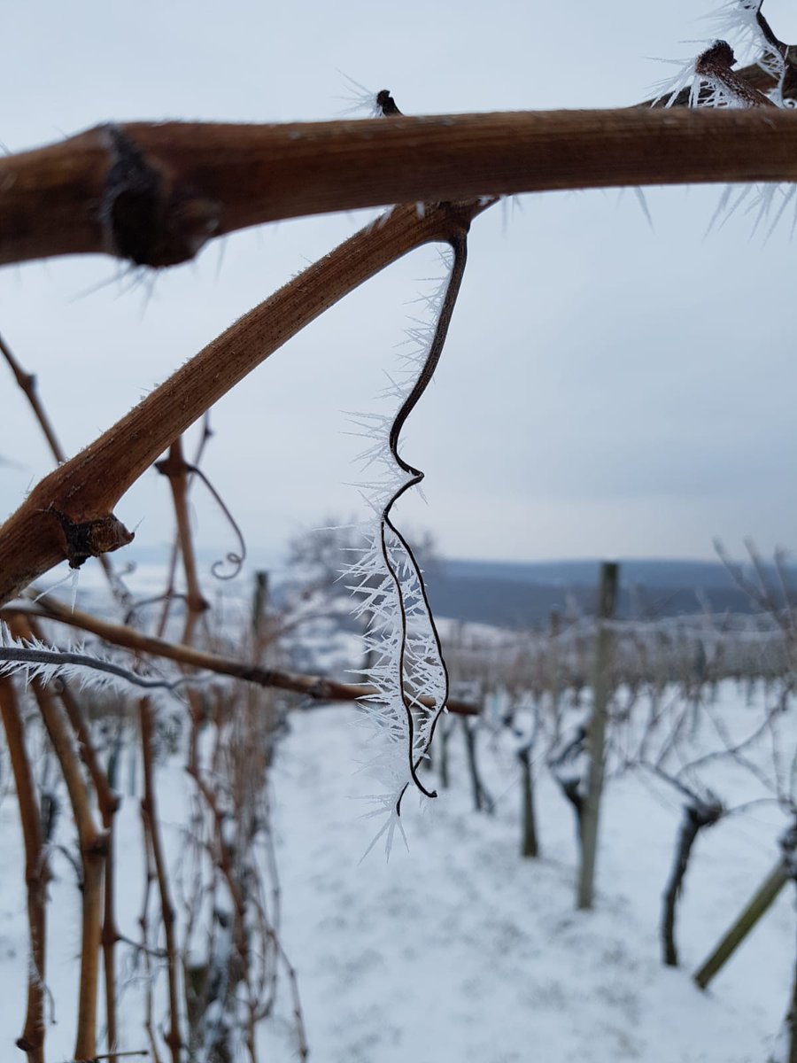 GroszerWein's tweet photo. #EISENBERG IN HIBERNATION ❄ All pics are from our vineyard #Szapary. https://t.co/Vpxb0J1ho1