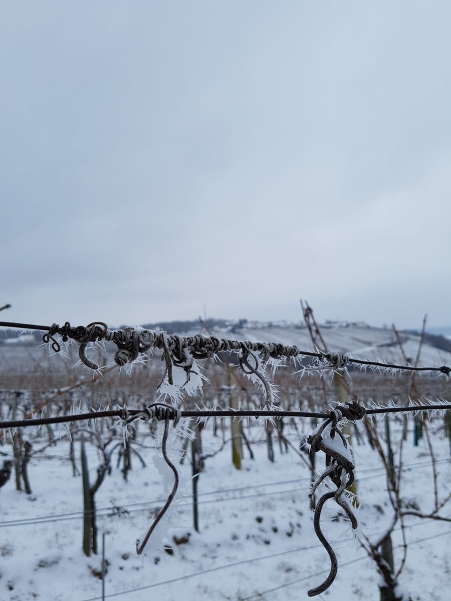 GroszerWein's tweet photo. #EISENBERG IN HIBERNATION ❄ All pics are from our vineyard #Szapary. https://t.co/Vpxb0J1ho1