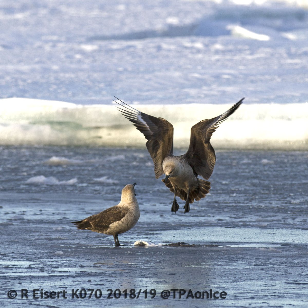 TPAonIce's tweet photo. We study to what extent Type-C killer #whales rely on #AntarcticToothfish.  Last night we got some smoking gun (smoking gull?) evidence: Skuas squabbling over toothfish leftovers from the #TCKW's dinner!  @AntarcticaNZ @pewenvironment @UCNZscience #MPA #RossSea @marinebrit https://t.co/ZW1F2oB2D0