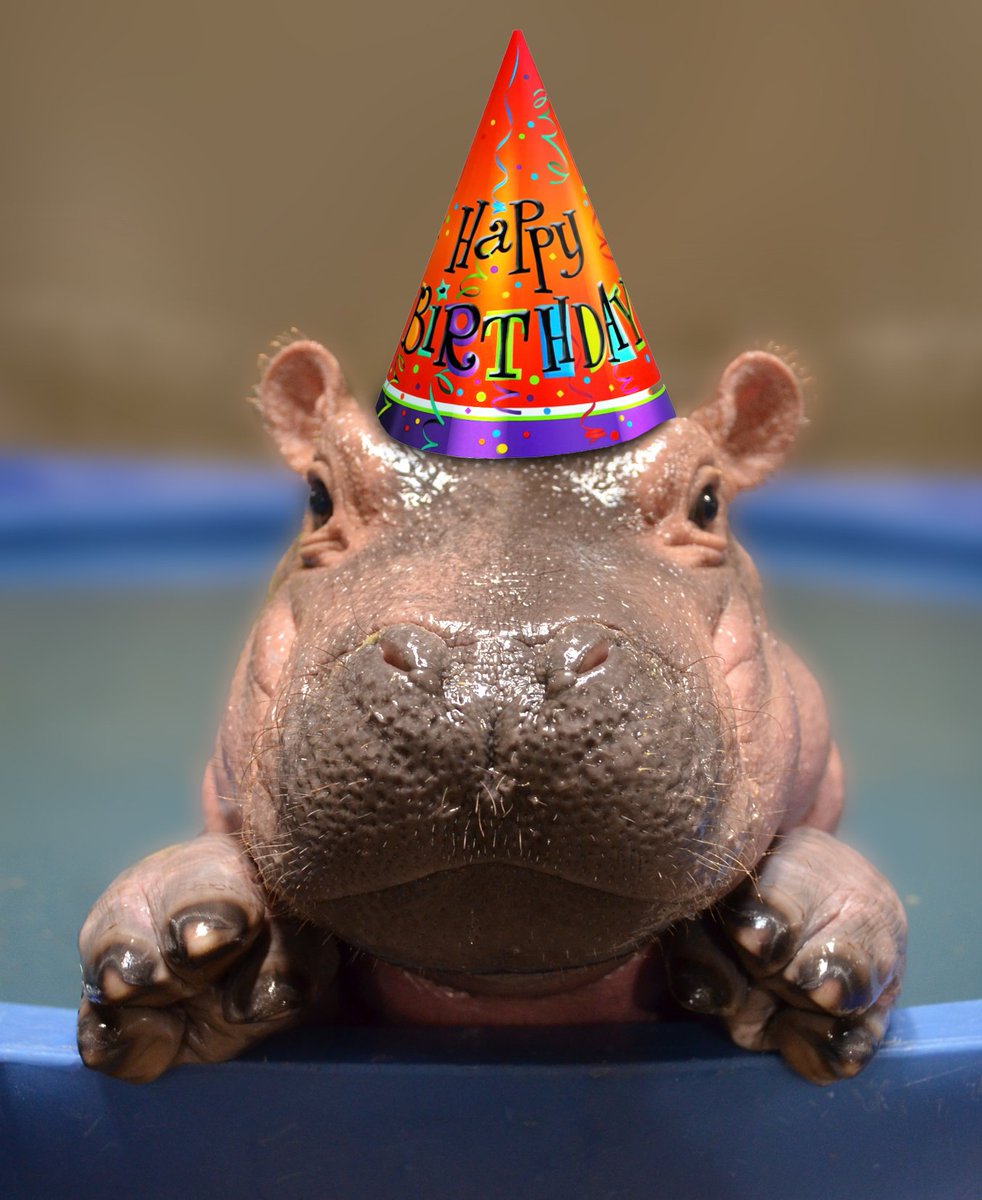 CVGairport's tweet photo. To our super "fly", super "hip" friend @FionaHippo - Happy 2nd Birthday, beautiful! 🦛🎉✈️
#TeamFiona #FionaFix #ThursdayThoughts @CincinnatiZoo https://t.co/04kNvHSVL0