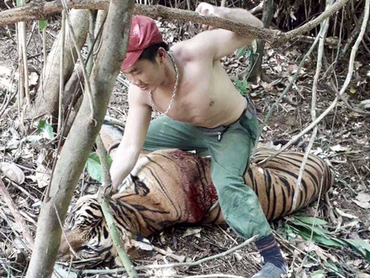 WorldAnimalNews's tweet photo. Breaking! #Tiger Poachers Arrested In #Thailand; Authorities Warn More Criminal Gangs Are Threatening Critically #Endangered #Tigers In The Wild 💔🐅

For Tips Contact Info, READ MORE: 🌍👉 https://t.co/fwFv9bxYDj https://t.co/VjNhmSBNsq