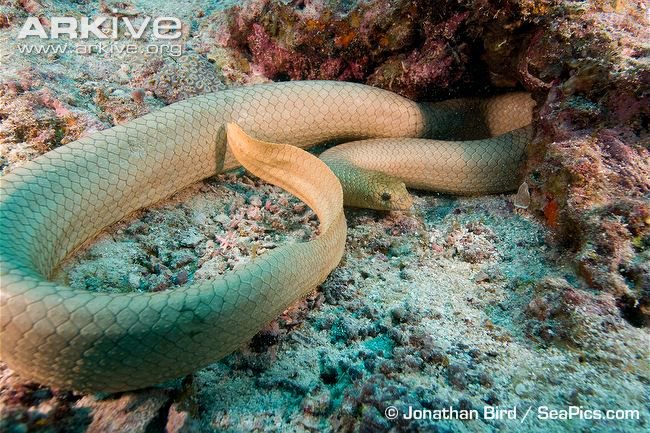 Weird Animals tweet media