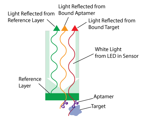 BasePairBio's tweet photo. New! #Affinity testing services from Base Pair utilizing Bio-Layer Interferometry (BLI) to measure #aptamer association, dissociation, and affinity. Learn more at https://t.co/M6ffFTWFc1 https://t.co/miBZnfWVuL