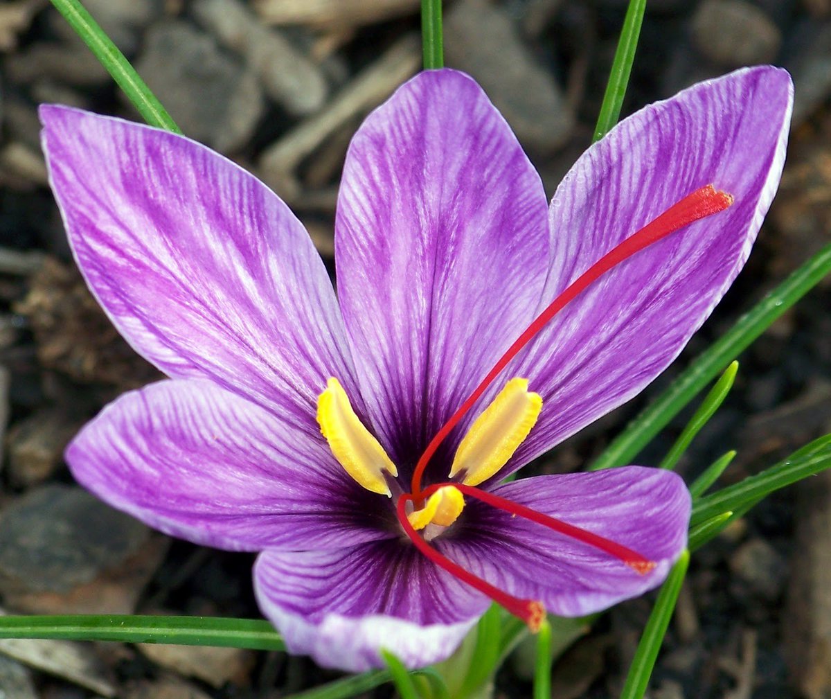 When the god accidentally killed his young lover, he was overcome by grief and transformed his body into the scarlet crocus flower. In other versions it's the saffron crocus and the red stems of the flower are described as his spilt blood. #FolkloreThursday