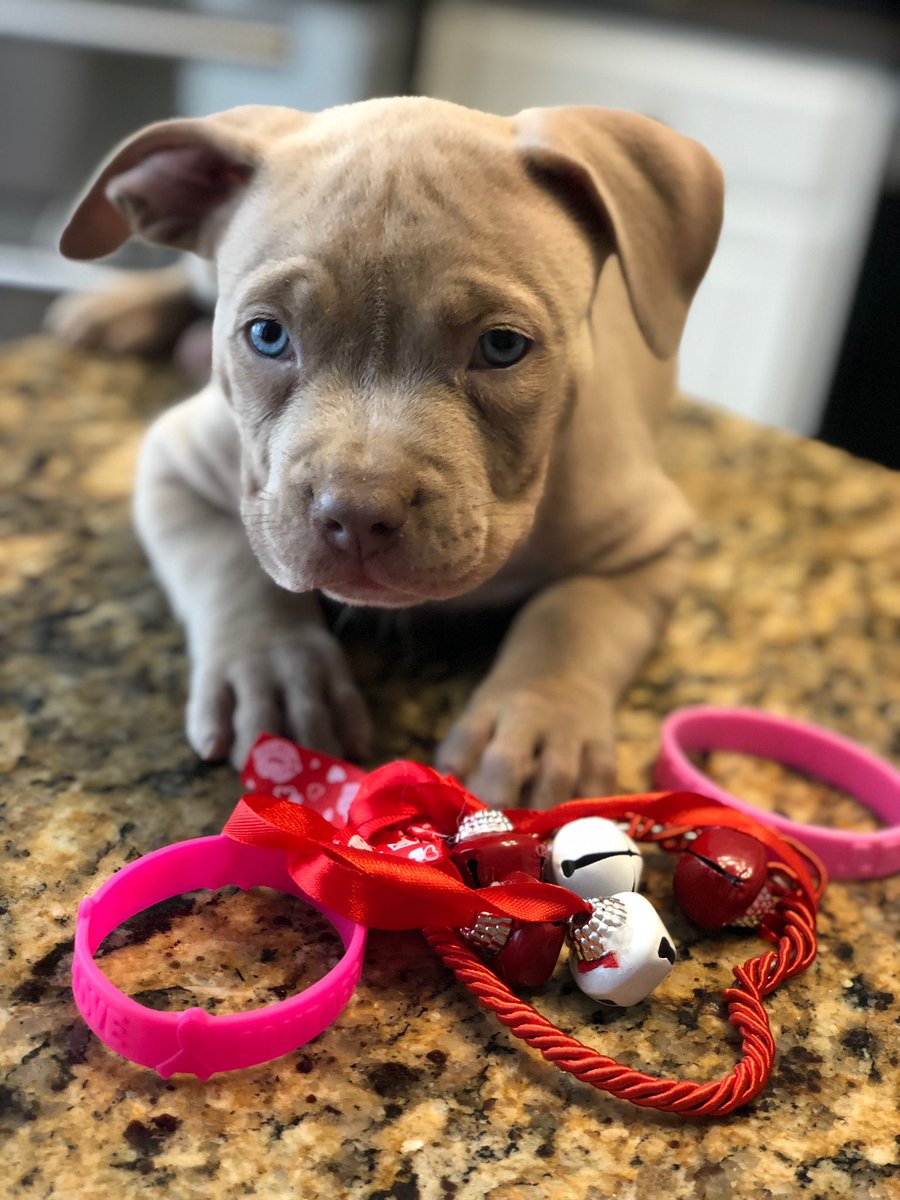 Fndmenthesunset's tweet photo. Pretty boy!!😍💓 A1 x Athena Grace (XL) #abkc #registered #6weeks Contact for availability!! https://t.co/5LYv015Y8L