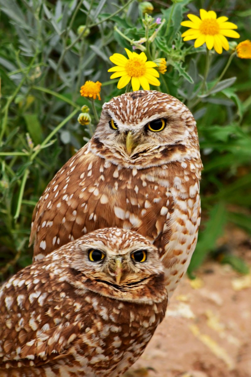 TandemGlobalOrg's tweet photo. Bats, Birds & Owls! Read the #ConservationConference session recap about how @FM_FCX and @WasteManagement leveraged the preservation & management of an iconic local species to create a positive narrative and capture community interest. Read the blog https://t.co/jUrMv6H6eE https://t.co/Xclecm0dgj