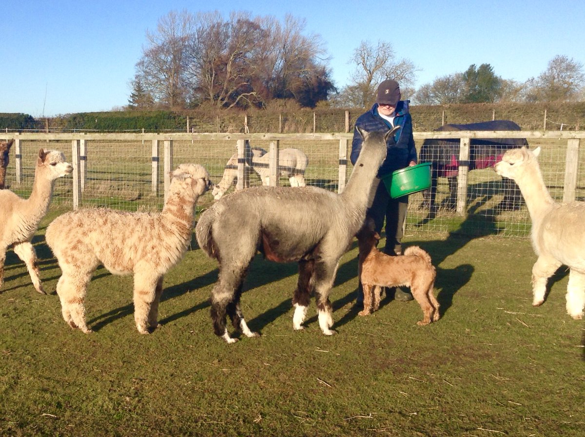 Happy days, sun shining and hand-fed. What more does an alpaca need??