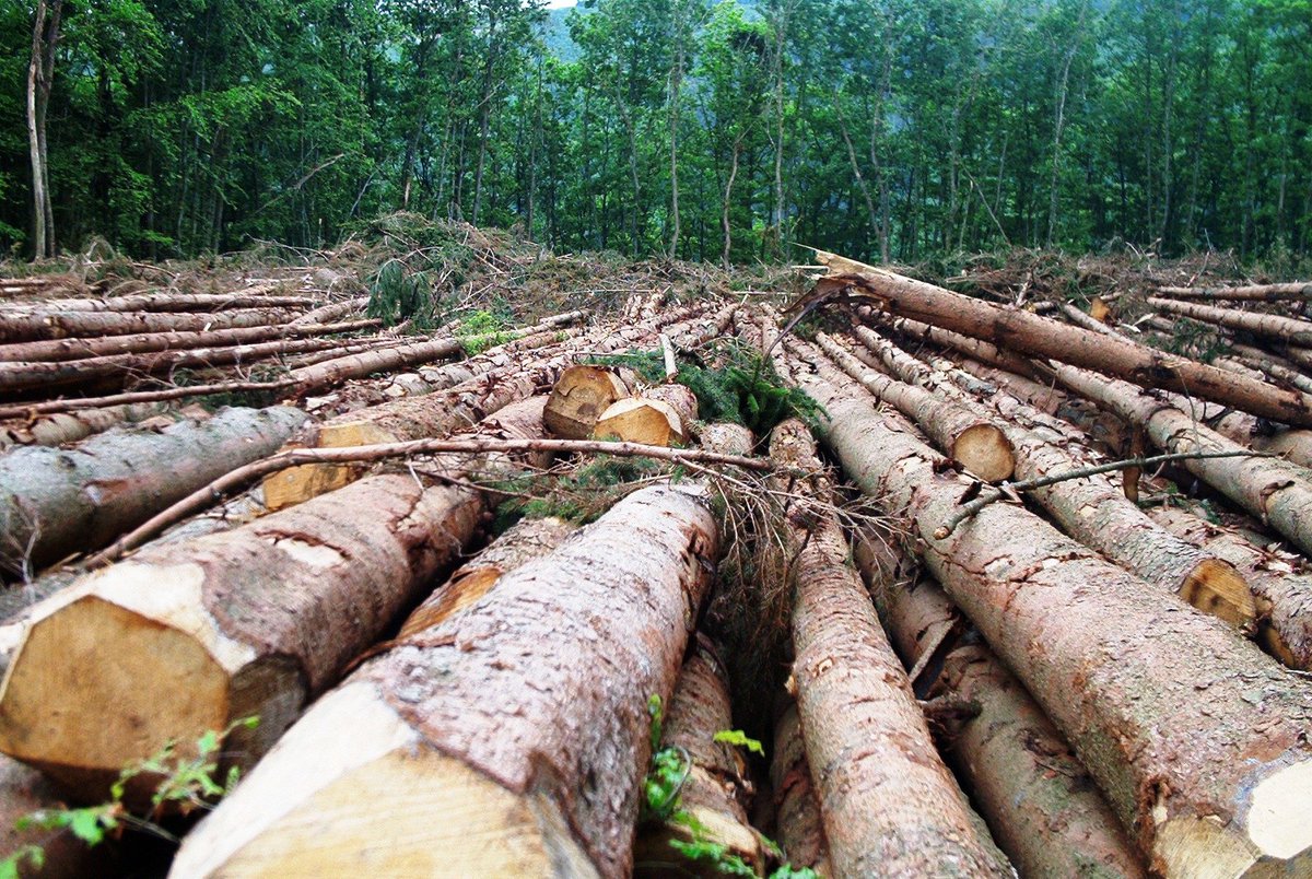 A Warning Against Boundless Timber Construction bit.ly/2S4FWzx https://t.co/3W7WMmL8lv