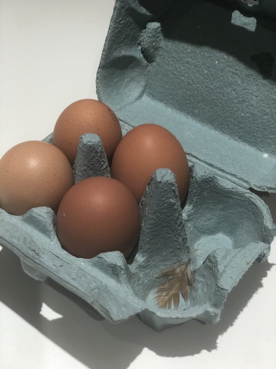 Proper free range eggs complete with a feather! 🐓 🥚 #coolegirleggs #manxproduce #freerange #happyhens