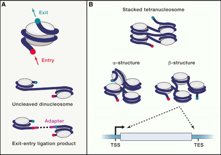 (A) Hi-CO can identify nucleosome orientations because nucleosome entry and exit points on DNA are marked by adapters so that cleaved and re-ligated DNA fragments can be differentiated from uncleaved DNA fragments. This allows capture of all possible ligation products for a complete survey of nucleosome entry-exit orientations. (B) A tetranucleosome model with stacking of alternating nucleosomes