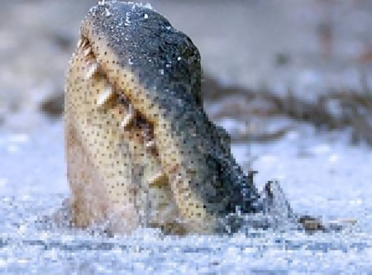 WTOL11Toledo's tweet photo. NATURE IS COOL: Alligators freeze in North Carolina swamp with noses above ice - https://t.co/zhqhPXb2c6 https://t.co/sRFRYkKbGo