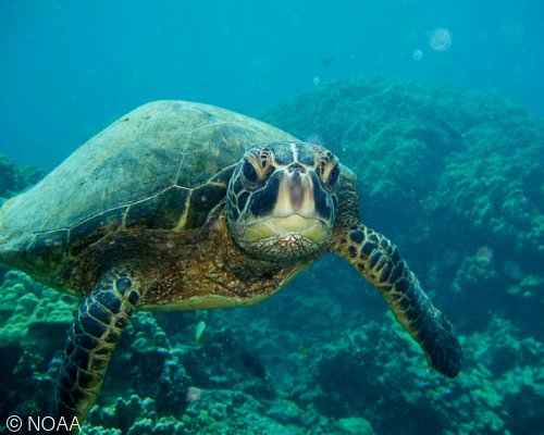 savingoceans's tweet photo. This month celebrates the 10 year anniversary of the protection of Rose Atoll, near American Samoa. Check out our newest blog about it here! #MCI #MarineConservation #RoseAtoll #MonumentsForAll https://t.co/nxsFvsHl1D https://t.co/mgY5RZRk7U