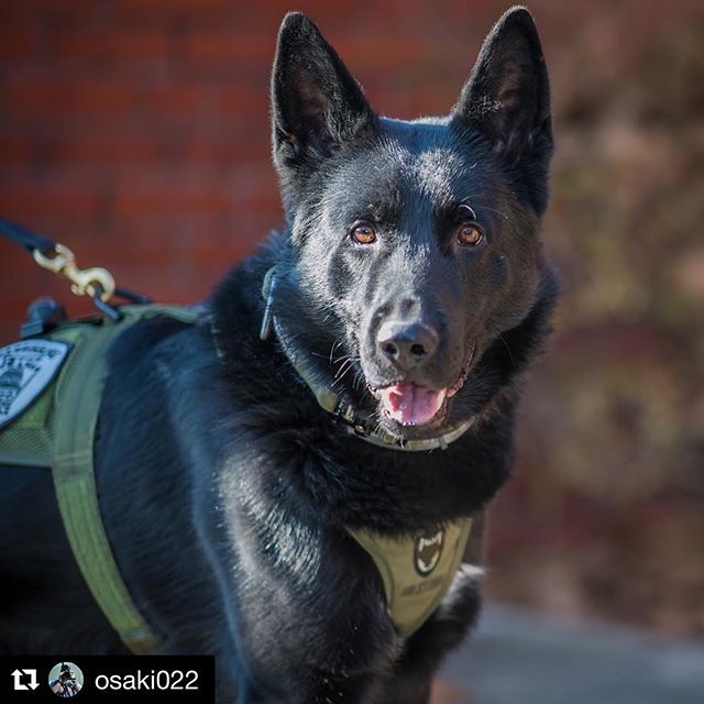 k9storminc's tweet photo. I love black dogs. K9 “Arco” is no exception to this. 🐺🙌😊 #StormThroughAnything
📸 @osaki022 .
.
.
#k9storminc #idharness #trackingharness #harness #policedog #k9unit #k9handler #theorginal #blackdog #olivedrab #madeinwinnipeg #madeincanada #lifetimew… https://t.co/eazbJoweiY https://t.co/q5EO3ETkwa