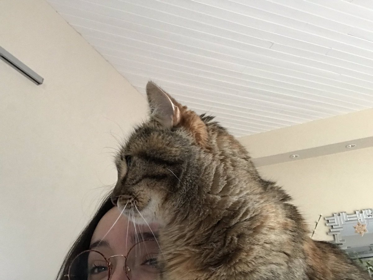 _baristananas's tweet photo. Juste parce que je l’aime beaucoup trop et que je passe ma vie à taper des #selfieCat avec elle ❤️ https://t.co/crgrhQrHKh