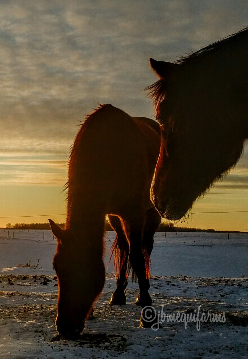 JBMEquiFarms's tweet photo. January 24, 2019 #sunsetaday Very very cold tonight but enjoyed seeing the sun again ββ #Manitoba #farm #prairie #horses #aqha #quarterhorse #sunset #winter #ruralphotography #polarvortex https://t.co/YkrBet2Xg4