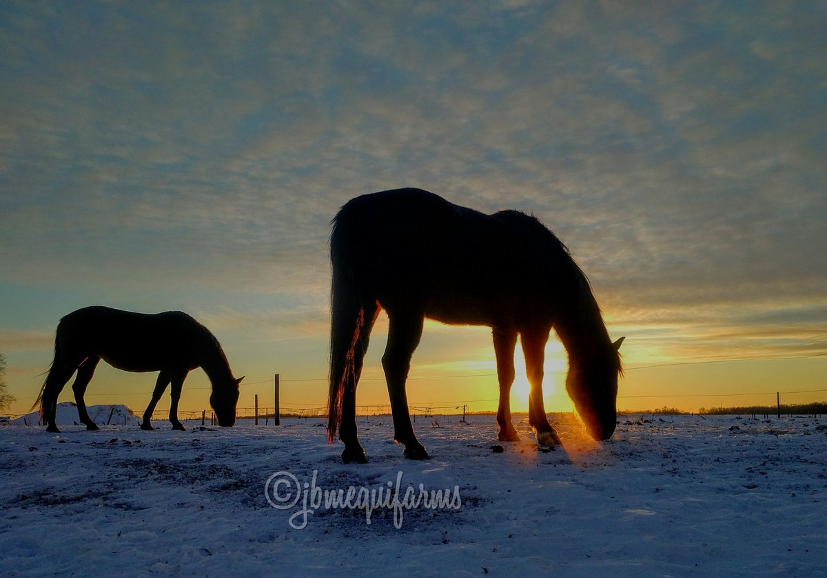 JBMEquiFarms's tweet photo. January 24, 2019 #sunsetaday Very very cold tonight but enjoyed seeing the sun again ββ #Manitoba #farm #prairie #horses #aqha #quarterhorse #sunset #winter #ruralphotography #polarvortex https://t.co/YkrBet2Xg4