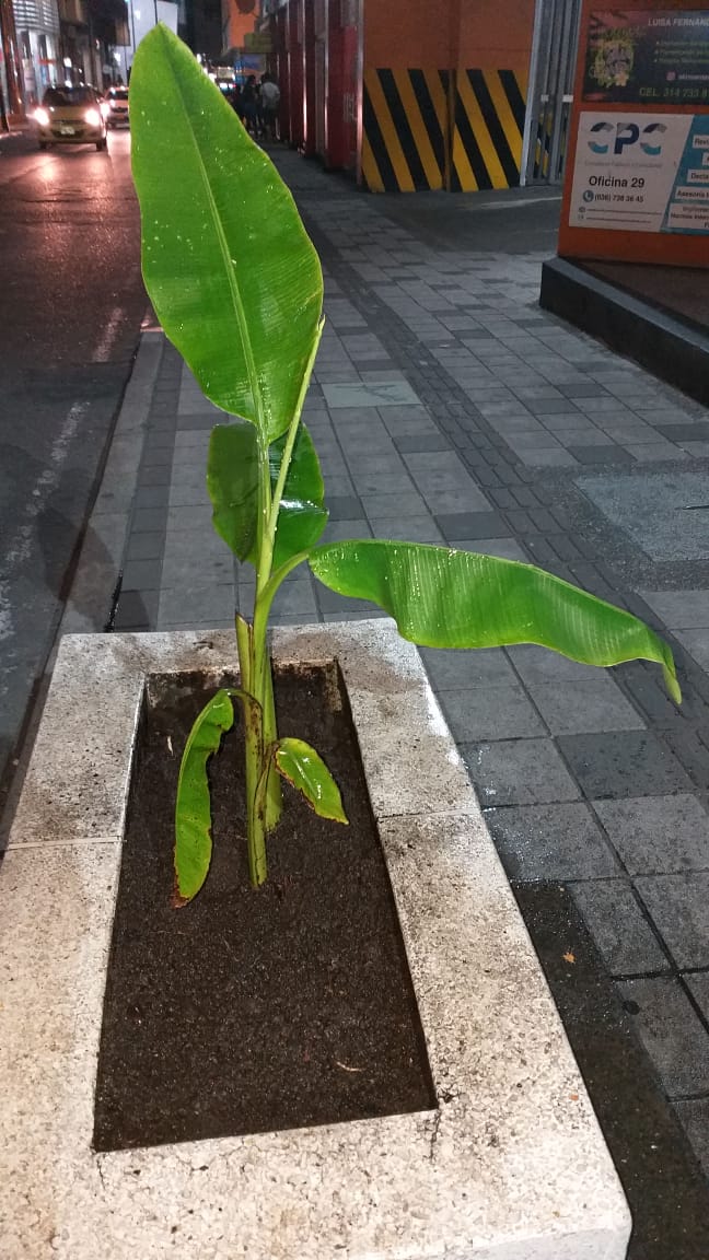 amablesetp's tweet photo. A esta hora, funcionarios de la empresa @amablesetp recuperan jardineras de la calle 21 en el centro de la ciudad de #Armenia. #ArmeniaMiEstilo #SoyAmable https://t.co/4slqOfcRkb