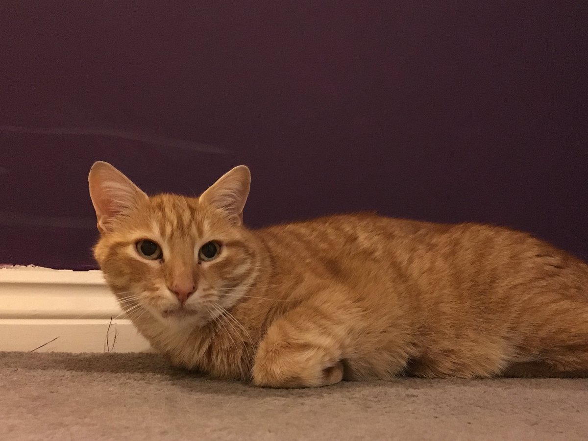 Socialcaresteve's tweet photo. Underfloor Heating 🔥 toastie 👍.
.
#thursdayvibes #catlife #CatsofTwitter #Exeter https://t.co/LGAoCtbuvU