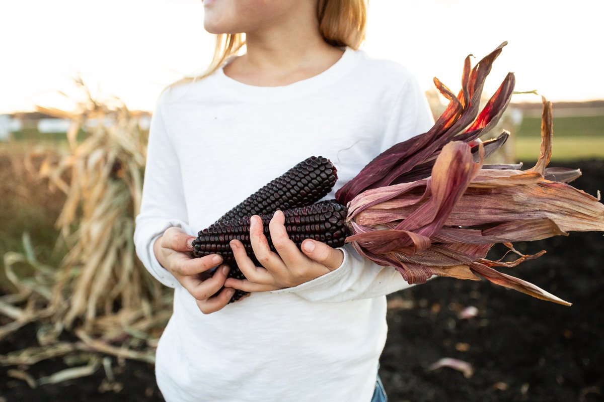 PurelyPinole's tweet photo. We use only the highest quality ingredients, including this rare variety of ancient purple maize--a powerful #supergrain.🍃Rich in anthocyanins, it has profound antioxidant properties to support a healthy immune system &amp; help you feel your best. #BreakfastDifferently #TryPinole https://t.co/n32TU6Dtbo