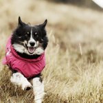 Photo by Podgy Paws Pet Shop (@PodgyPawsShop)