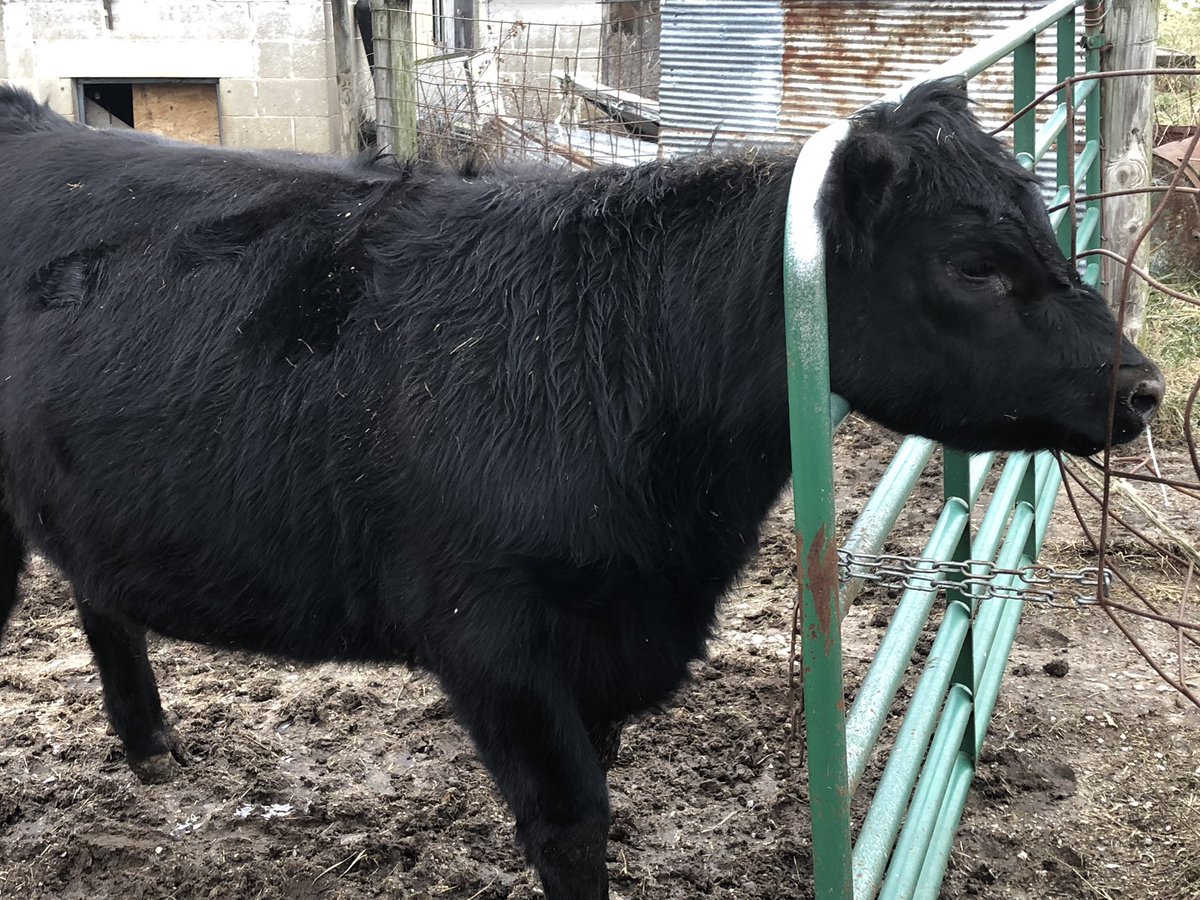 jinman76's tweet photo. Newer heifer on the farm. She is going to fit in well here!!! Good grief #sillycows #stuck #cattlepics https://t.co/RogawYQLHB