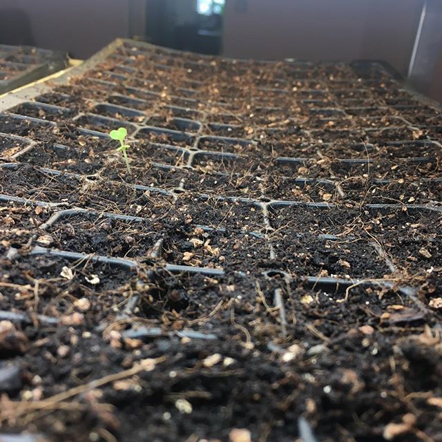 Can’t help but admire this little 🌱 that couldn’t wait to meet the ☀️! #firstplantoftheyear #lettucebaby #urbanfarming #fourseasonfarming #baltimore #bmore #charmcity bit.ly/2CH9NEB