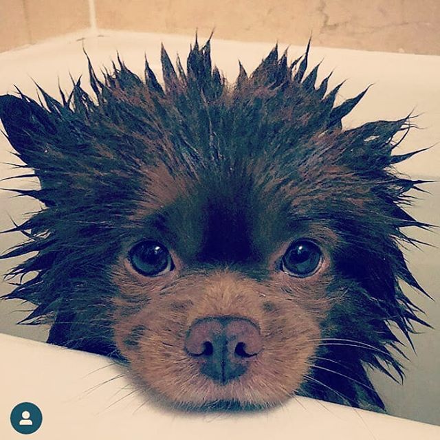 odonocuida's tweet photo. Quando fazem estes olhinhos eles conseguem o que querem 🐶 -
#caesportugal #caesdosportugueses #caesdeportugal #caesfofos #cães #cão #cãozinho #dogsofig #doglover #doglovers #ilovedogs  #ilovemydog #dogsofinstagram #patudos #puppylove #cachorro #cacho… https://t.co/ByPdPwr2Tb https://t.co/nMnk6t25Zq