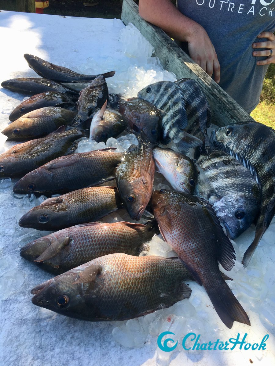 CharterHook's tweet image. Sarasota, FL - Cold Water Brings in the Snapper
Report with Captain Casey Maloney 🎣 bit.ly/maloney01212019
BOOK ONLINE 👉 charterhook.com

#charterhook #sarasota #sarasotasaltwateradventures #mangrove #snapper #charterfishing #poweredbycaptains