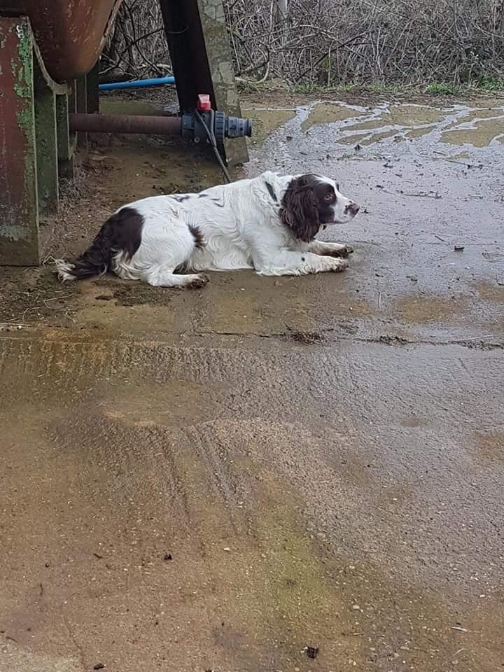 rosiedoc666's tweet photo. I AM BRAMBLE n WAS TAKEN FROM DADS VEHICLE 24/1/19 2.30pm I WAS SITTING SO EXCITED MY FRIENDS GO SOMEWHERE EVERYDAY &amp; WHEN WE GET THEM I LICK THEM ALL OVER 
I'm scared, I'm with ppl I don't know. Will I see my family again? Did u see where I went #Spratton school road #NN6 HELP😑 https://t.co/z8C7XP2FqS