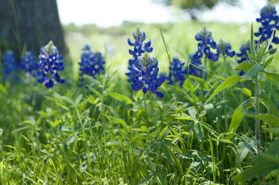 Who is excited for bluebonnets? #bluebonnets #lupine