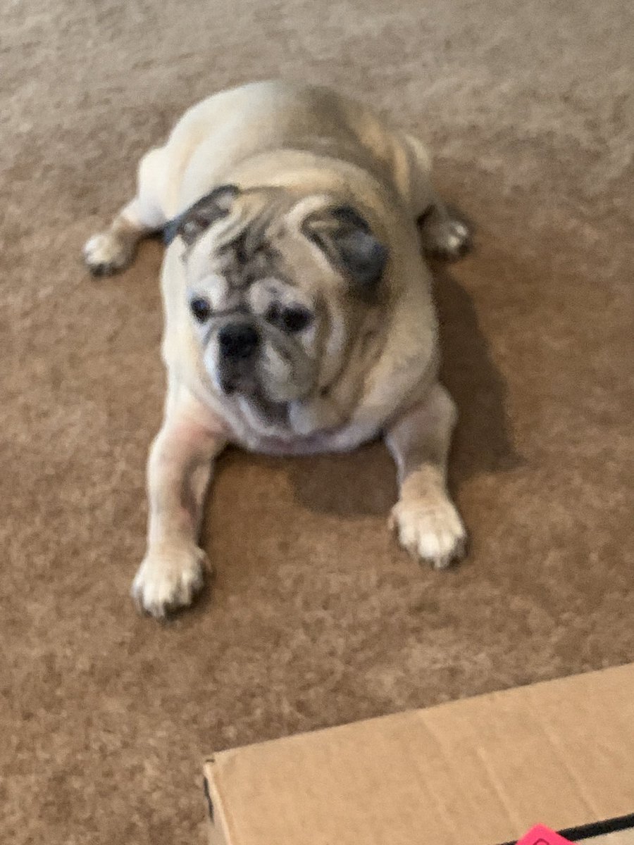 SammiValone's tweet photo. Dino is sad that he is forced to sit on the floor like an animal bc I was vacuuming his couch. 💔#spoildedPug https://t.co/5tjj8uu4c5